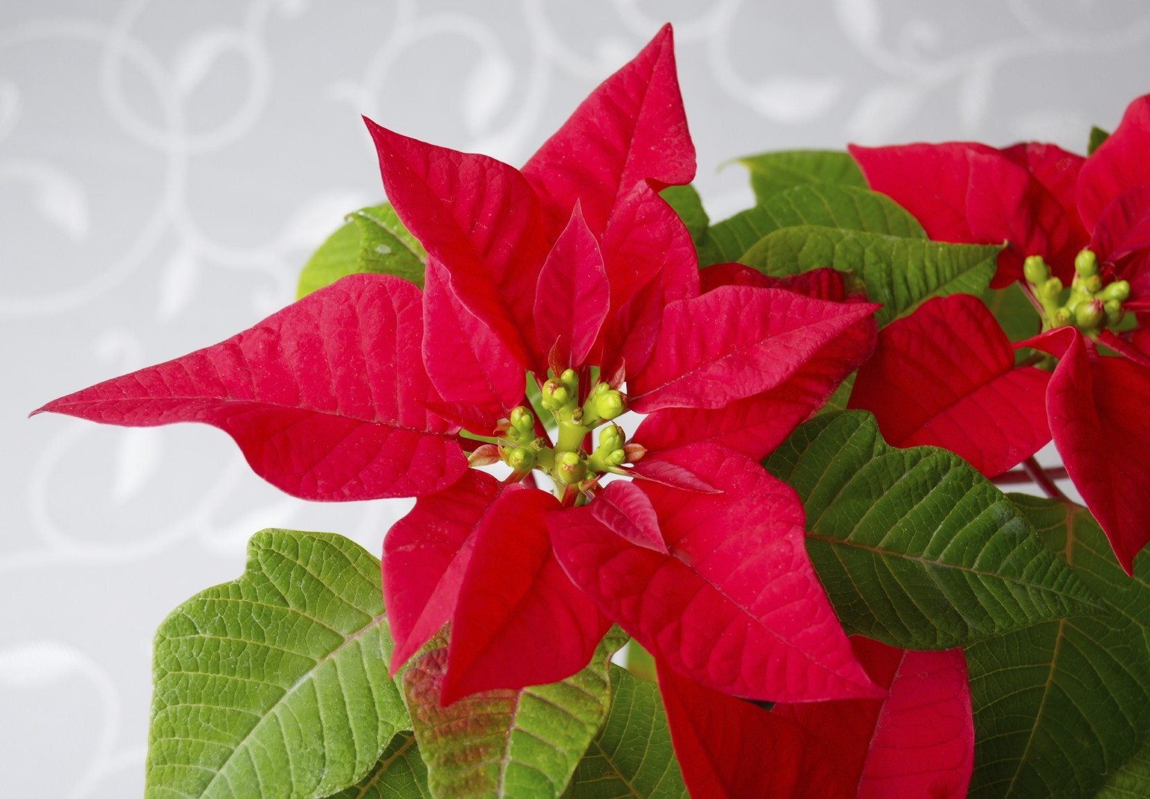 Fertilizing Poinsettias Learn About Fertilizer For Poinsettia Plants