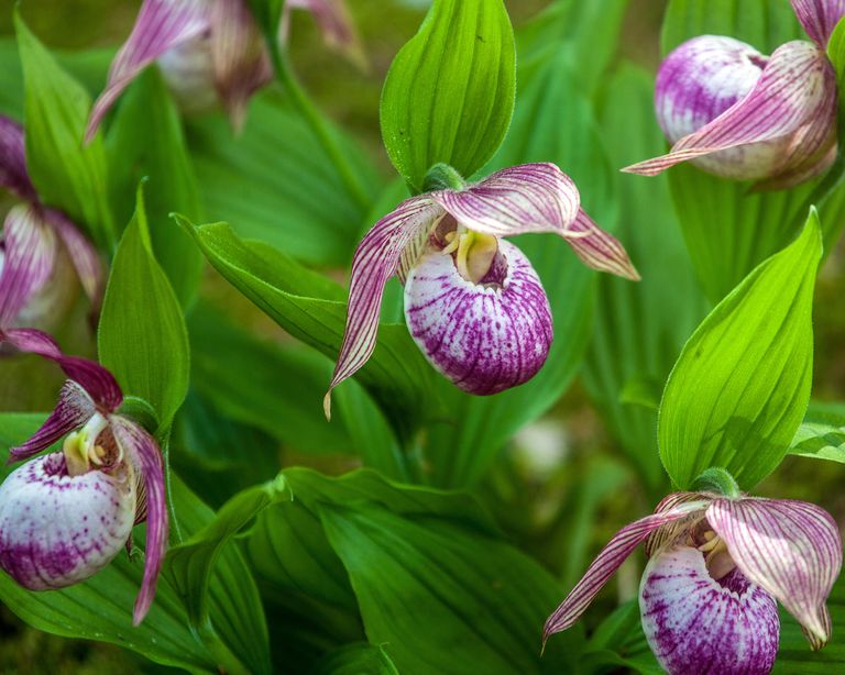 How Long Do Orchids Live? And How To Extend Their Lifespan Gardening