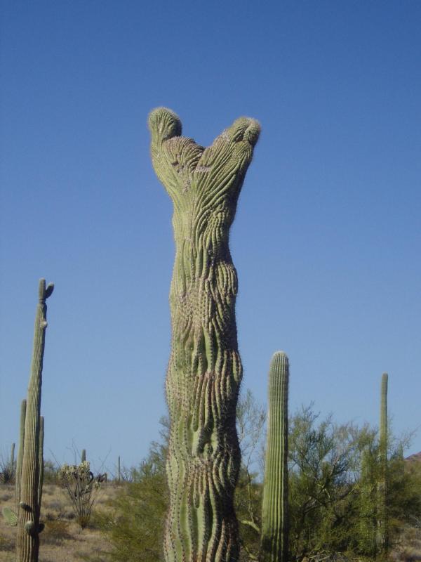 crested saguaro