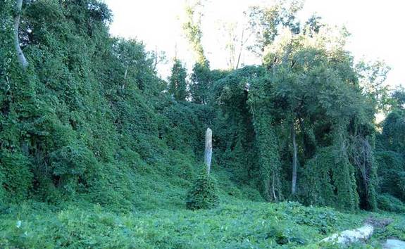 Kudzu vines