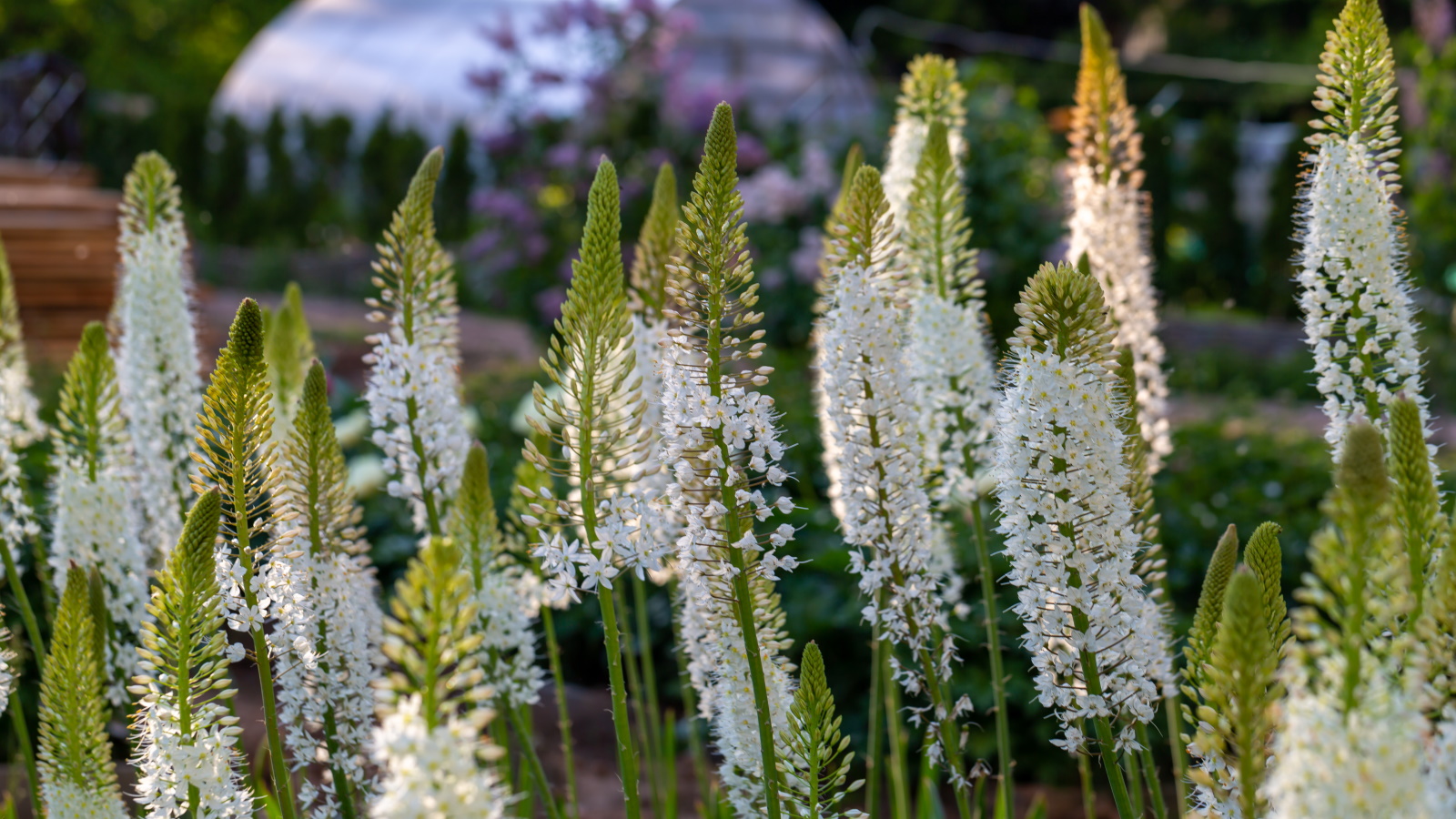 How to grow foxtail lilies for tall spikes that make…