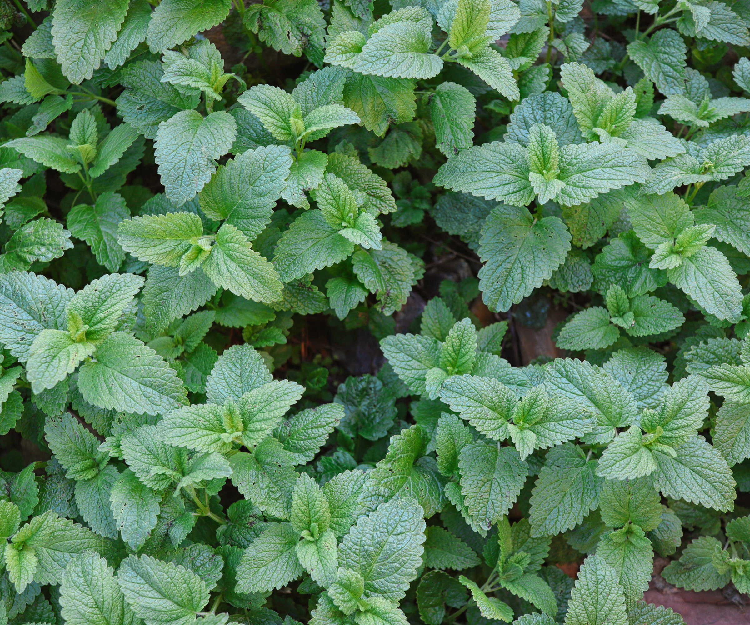 How to grow lemon balm for citrusinfused leaves to…