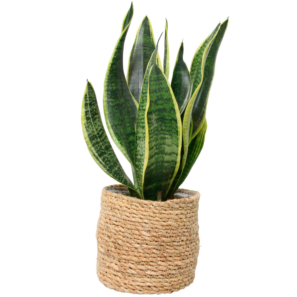 Value Morrisons house plants range you can't afford to miss in stores