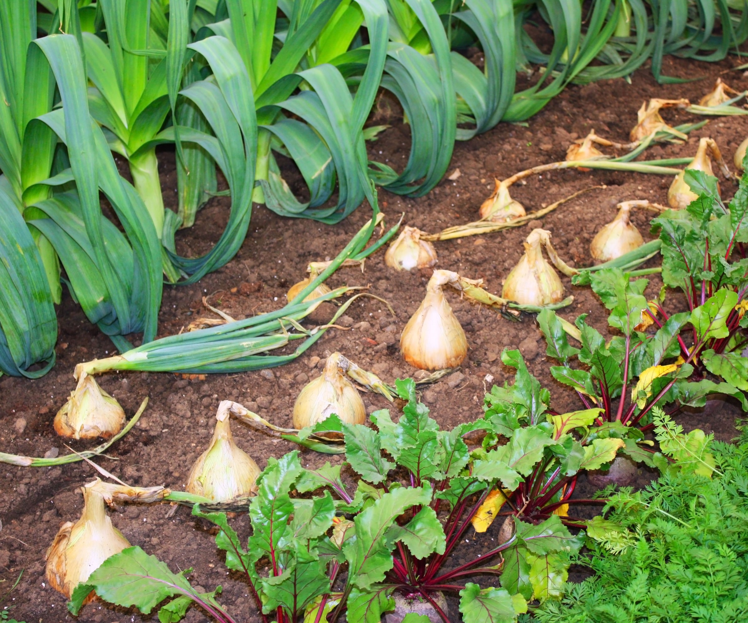 How to build a lasagna garden 5 simple steps to follow Homes & Gardens