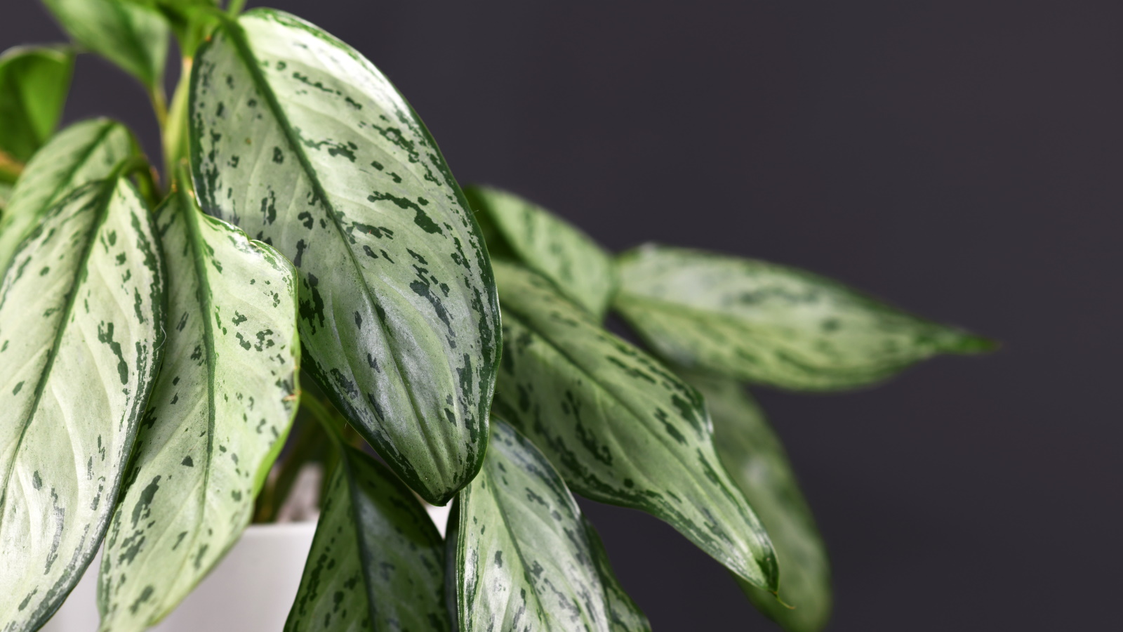 Why are my Chinese evergreen leaves turning yellow? Homes and Gardens