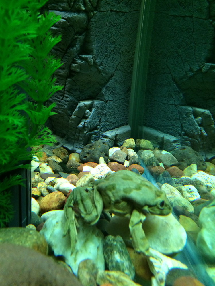 Denver Zoo Frogs, lake titicaca frogs