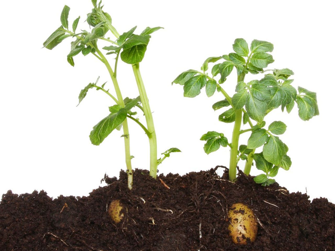 Growing Potatoes In Compost Can You Plant Potatoes In Compost Alone