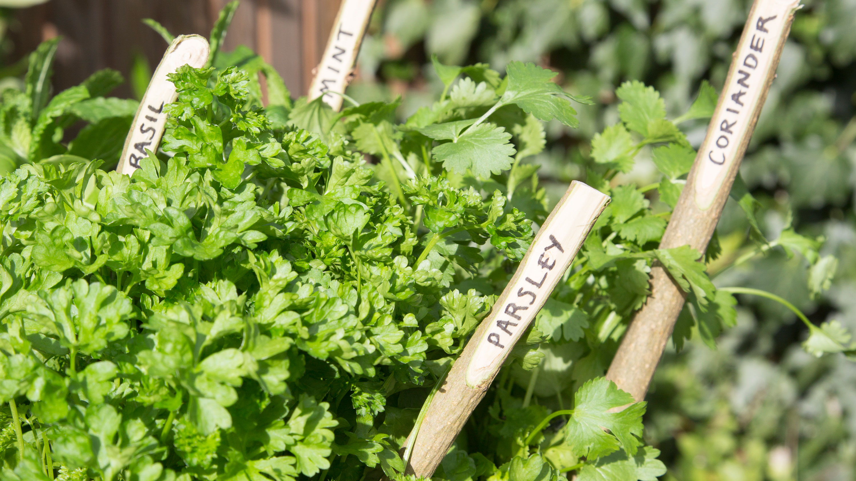 5 most common herb garden mistakes and how to avoid them Gardeningetc