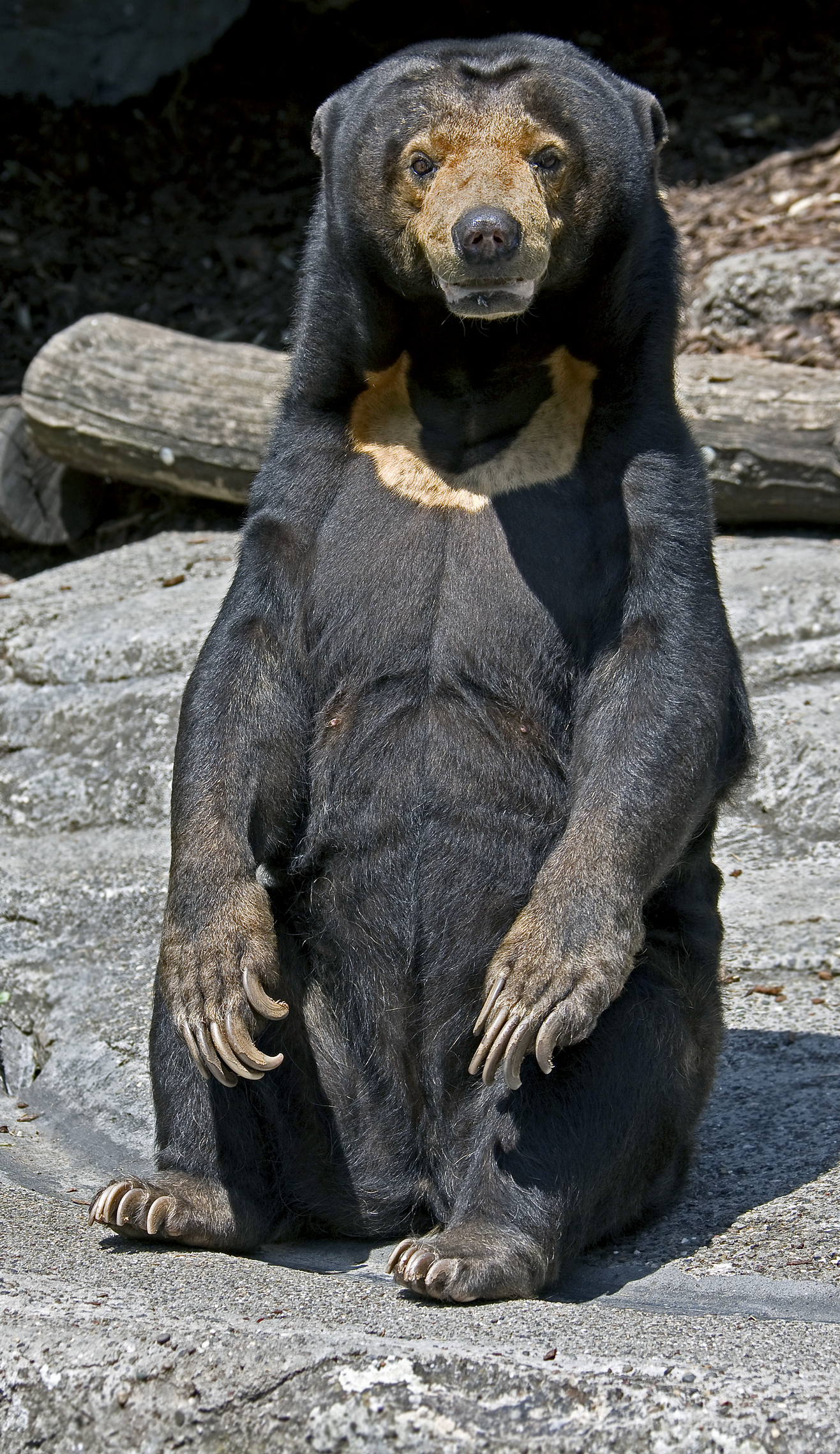 sun bear