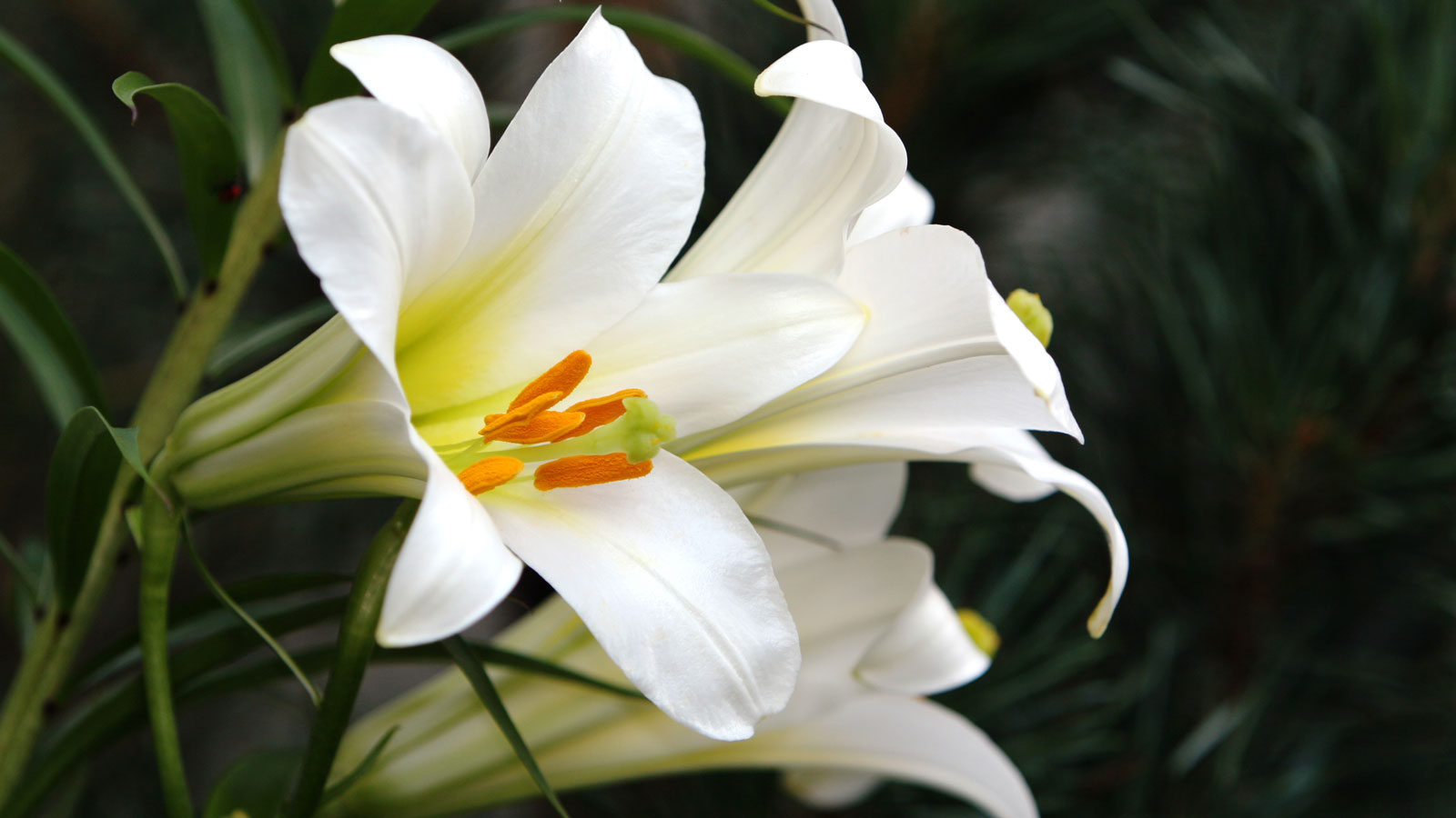 Why is my Easter lily dying? 5 common causes and solutions Homes