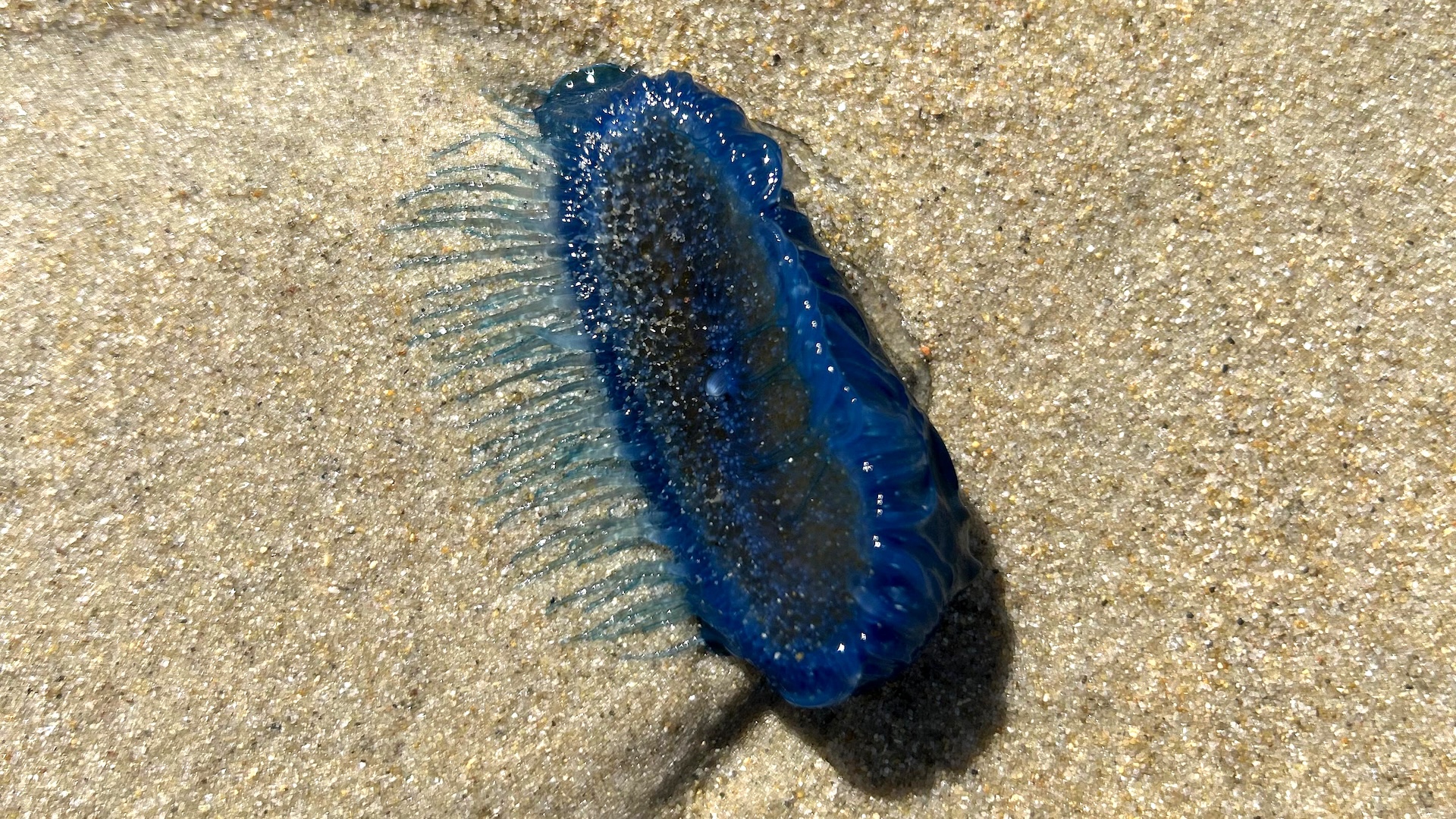 a close-up of a by-the-wind sailor