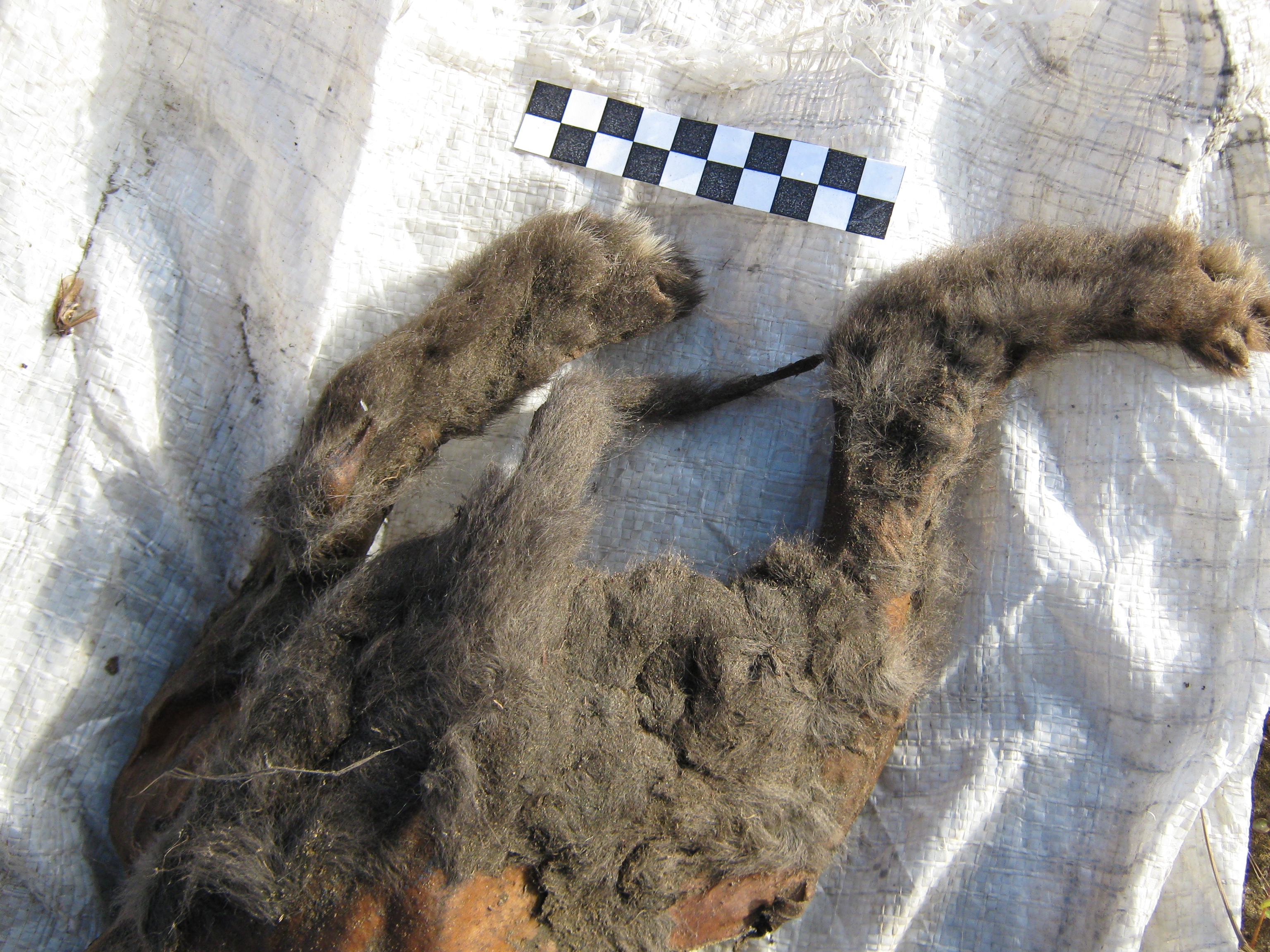 The pup’s furry feet and tail