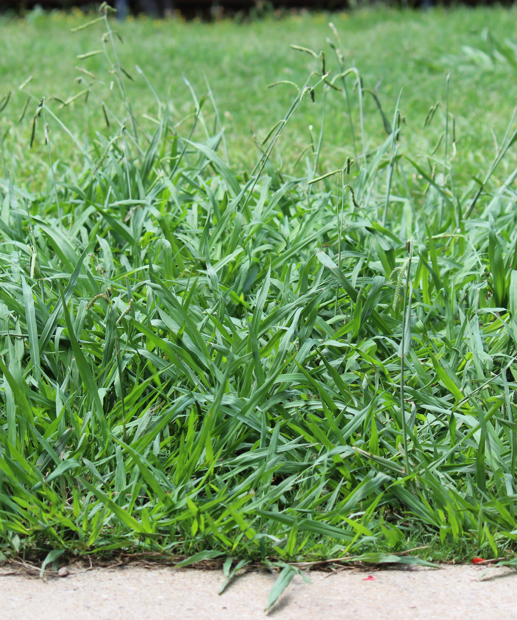 When does crabgrass die? What you need to know about the weed's life