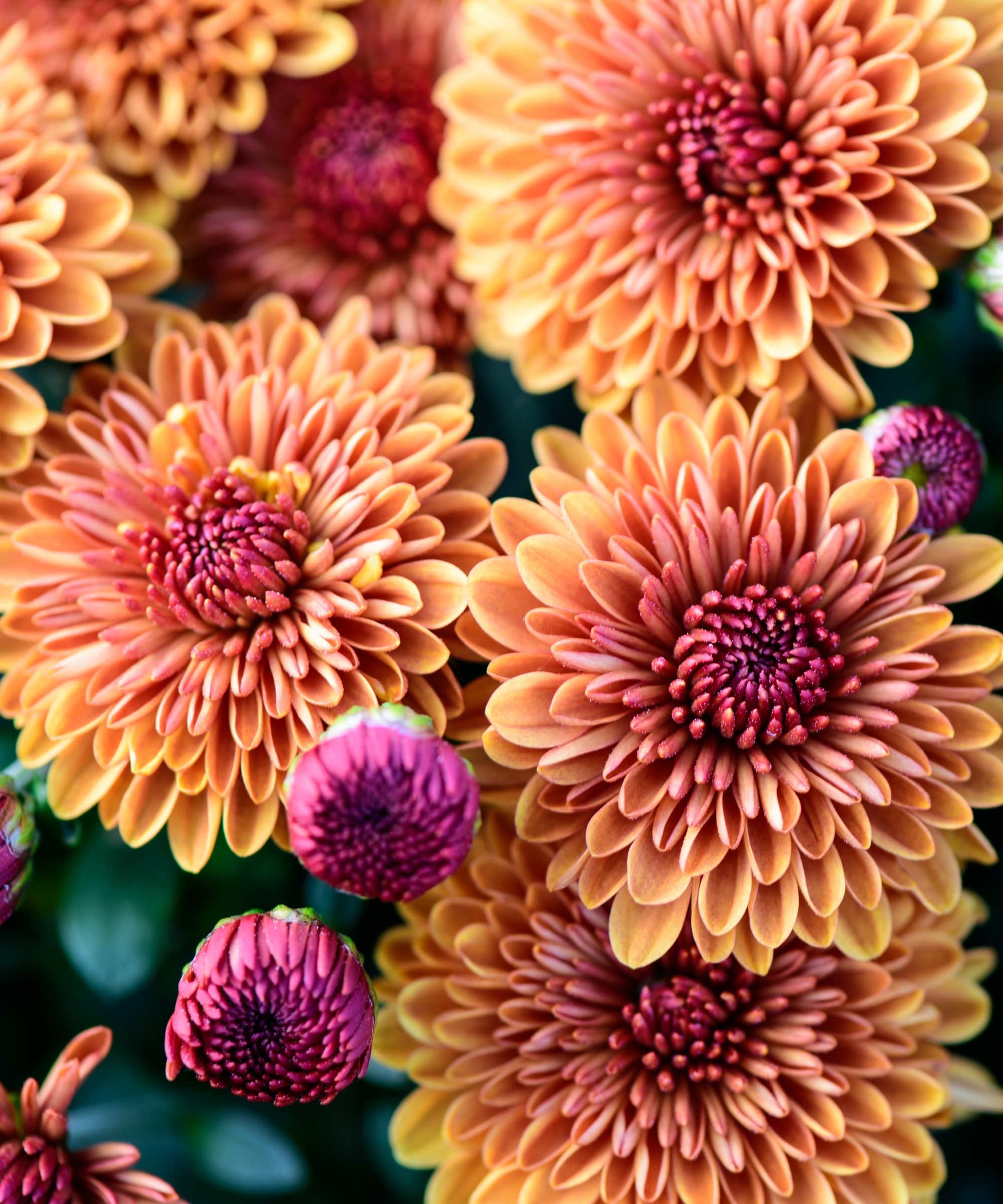 Experts reveal that chrysanthemums can deter ants here's how Homes
