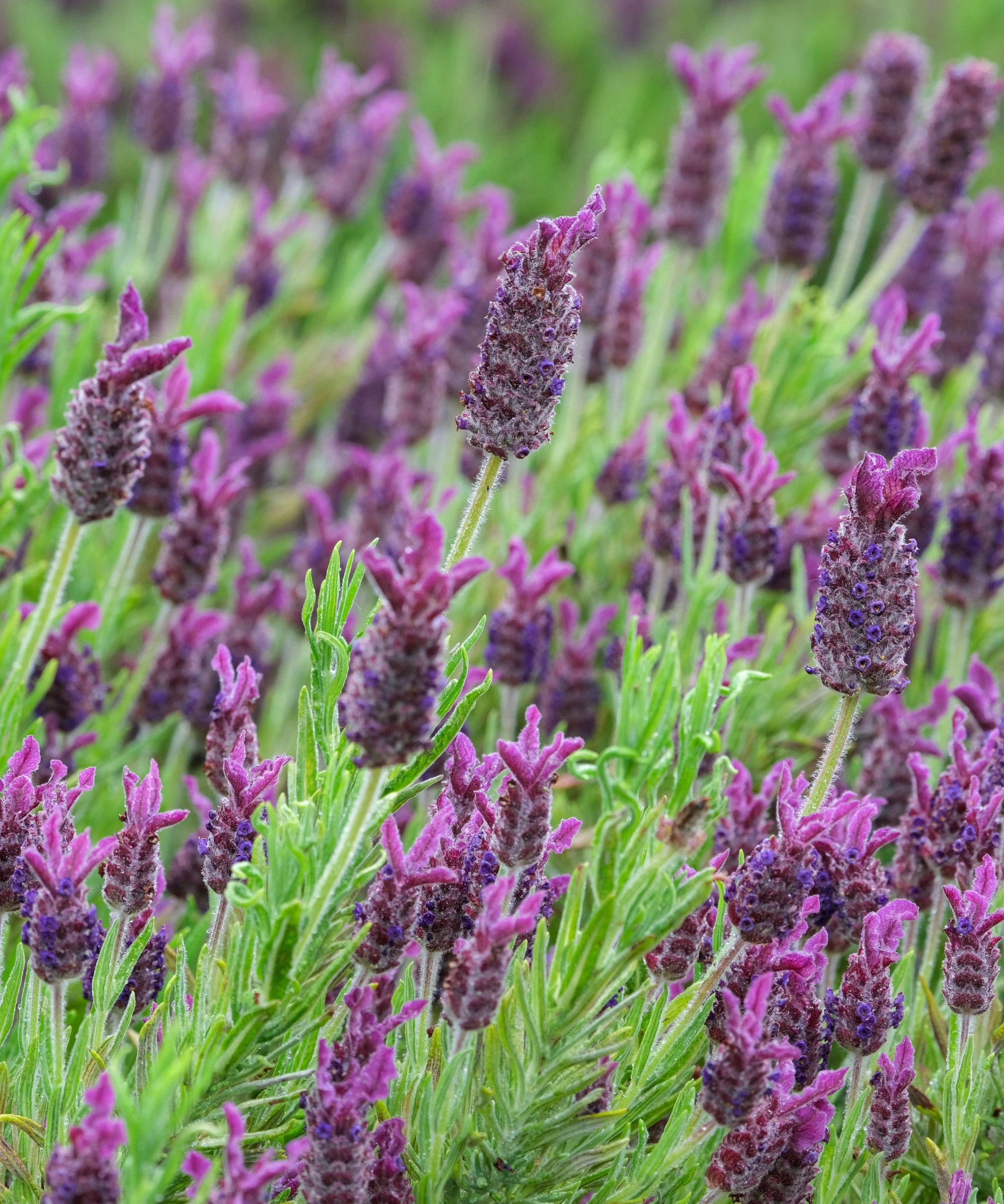 When to transplant lavender to move your plants safely Homes & Gardens