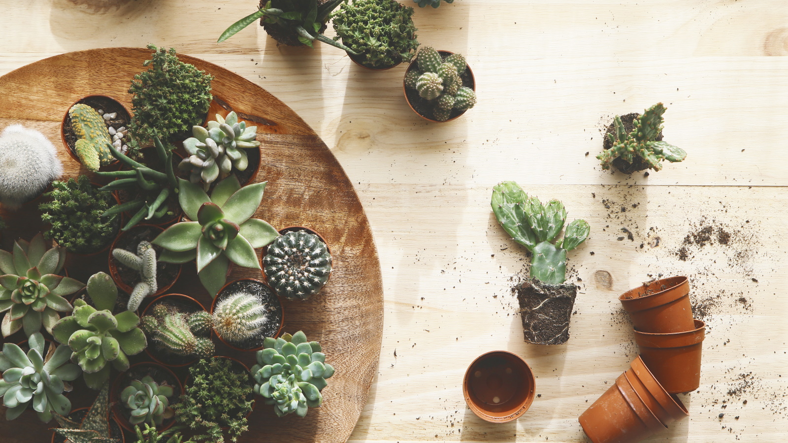 How to revive a succulent in 6 easy steps Homes & Gardens