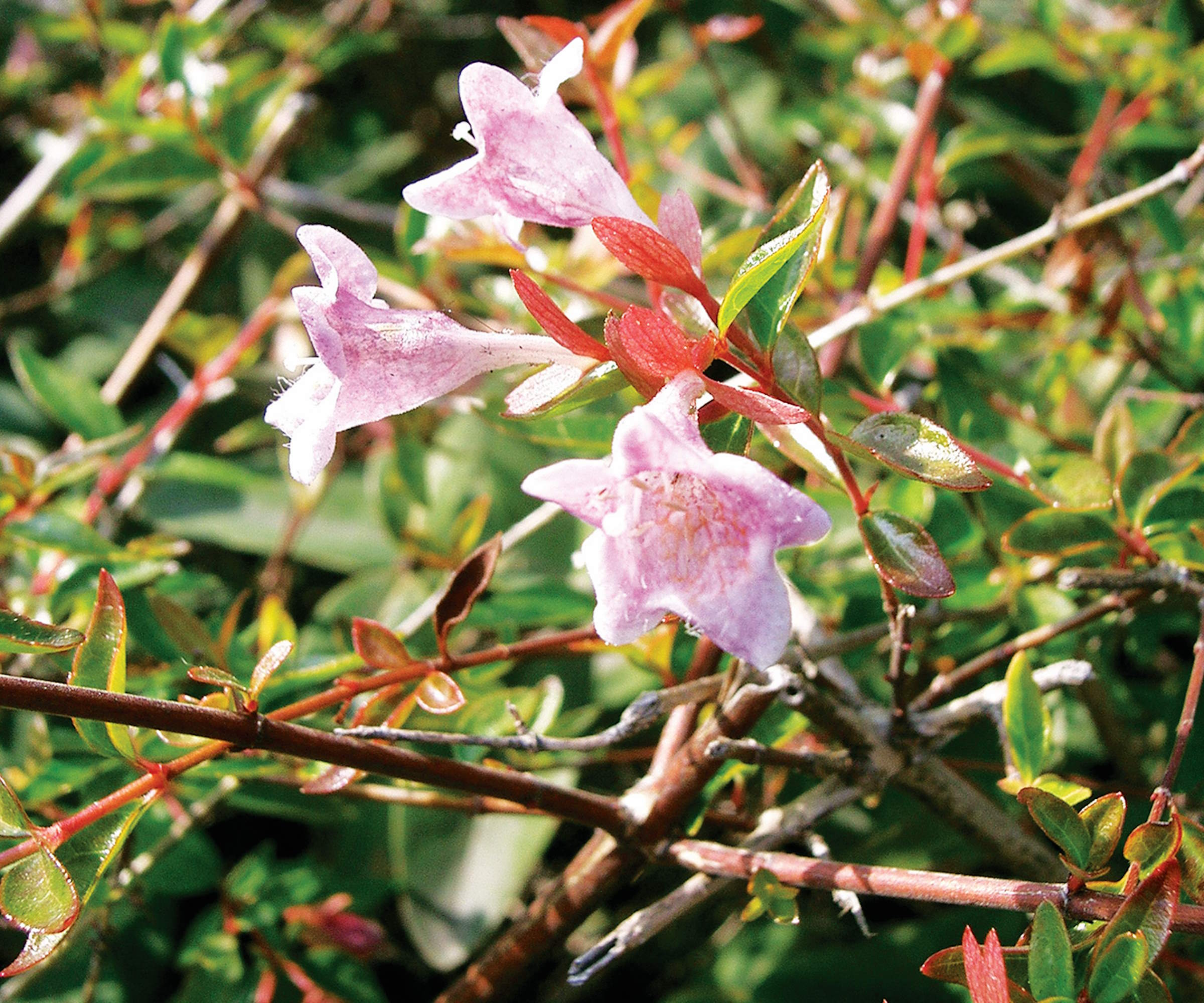 When to prune abelia shrubs in your backyard each year Homes & Gardens