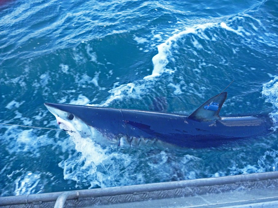 The mako shark, with GPS tag attached.