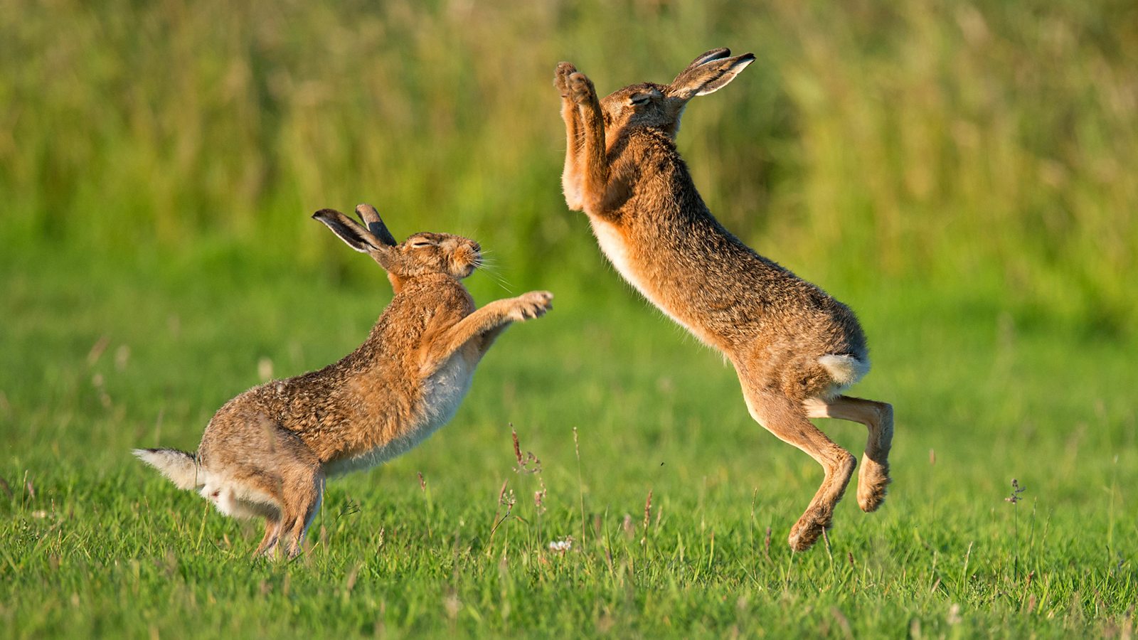 Wild Isles documentary series