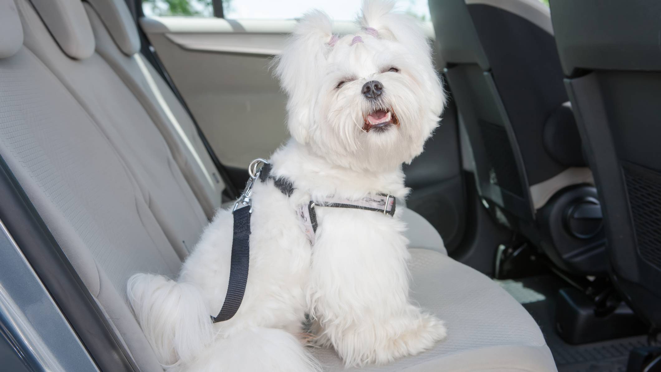 Best dog car harness Keep your dog safe and secure PetsRadar