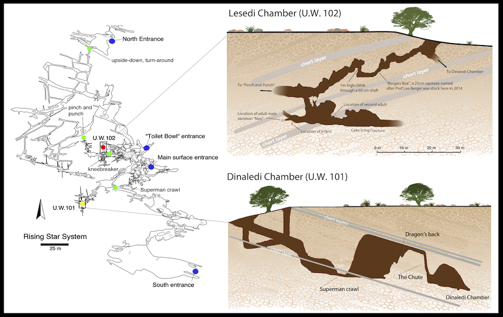 This schematic shows the layout of the Rising Star cave system near Johannesburg in South Africa. Skeletons of <!-- raw HTML omitted -->Homo naledi<!-- raw HTML omitted --> were first found in the cave system in 2013.