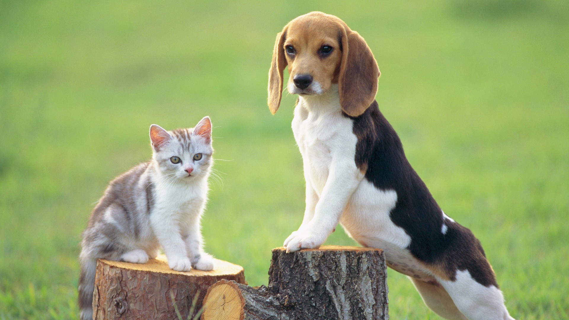 Best dog breeds for cats PetsRadar