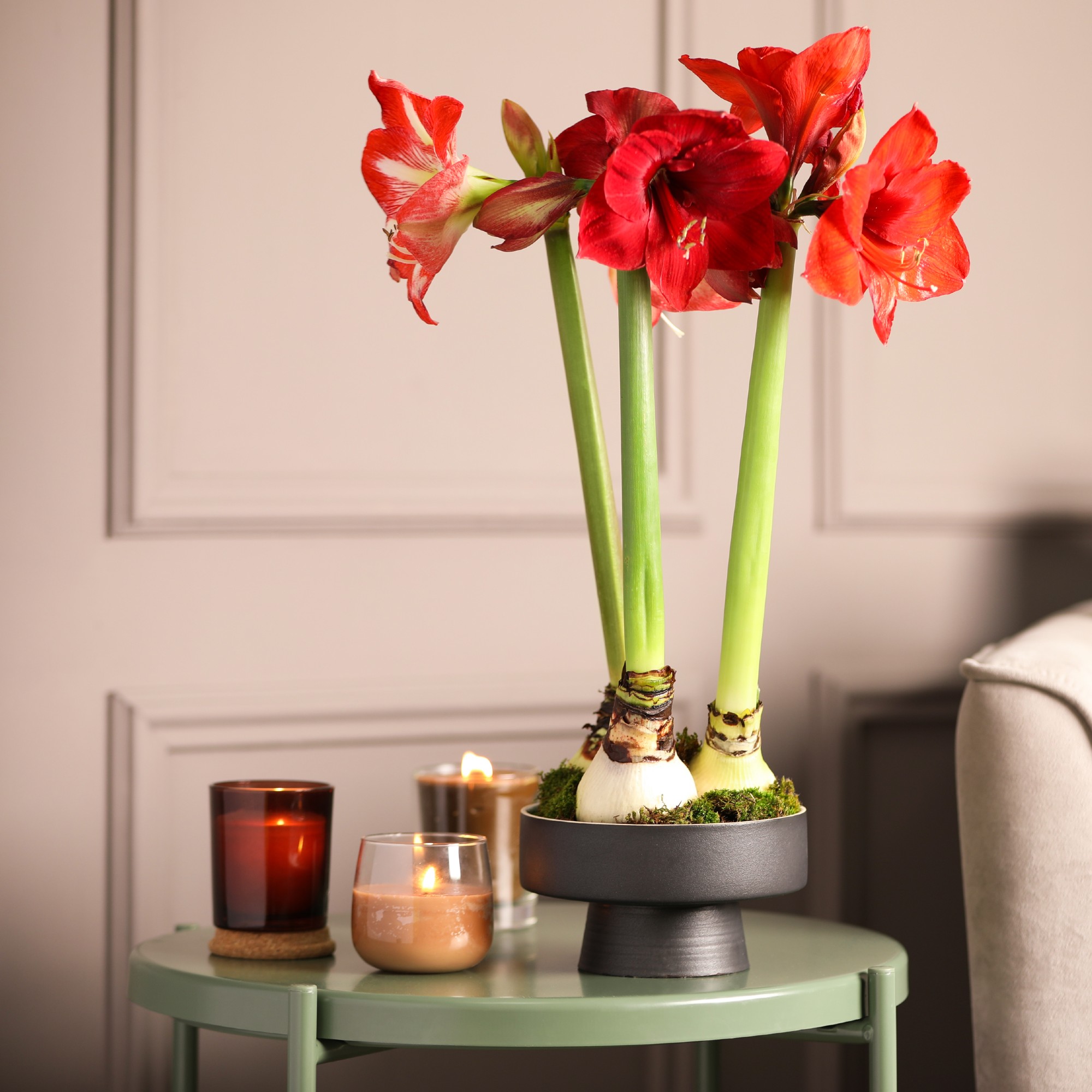 Why is my amaryllis not flowering? The proagreed solutions Ideal Home