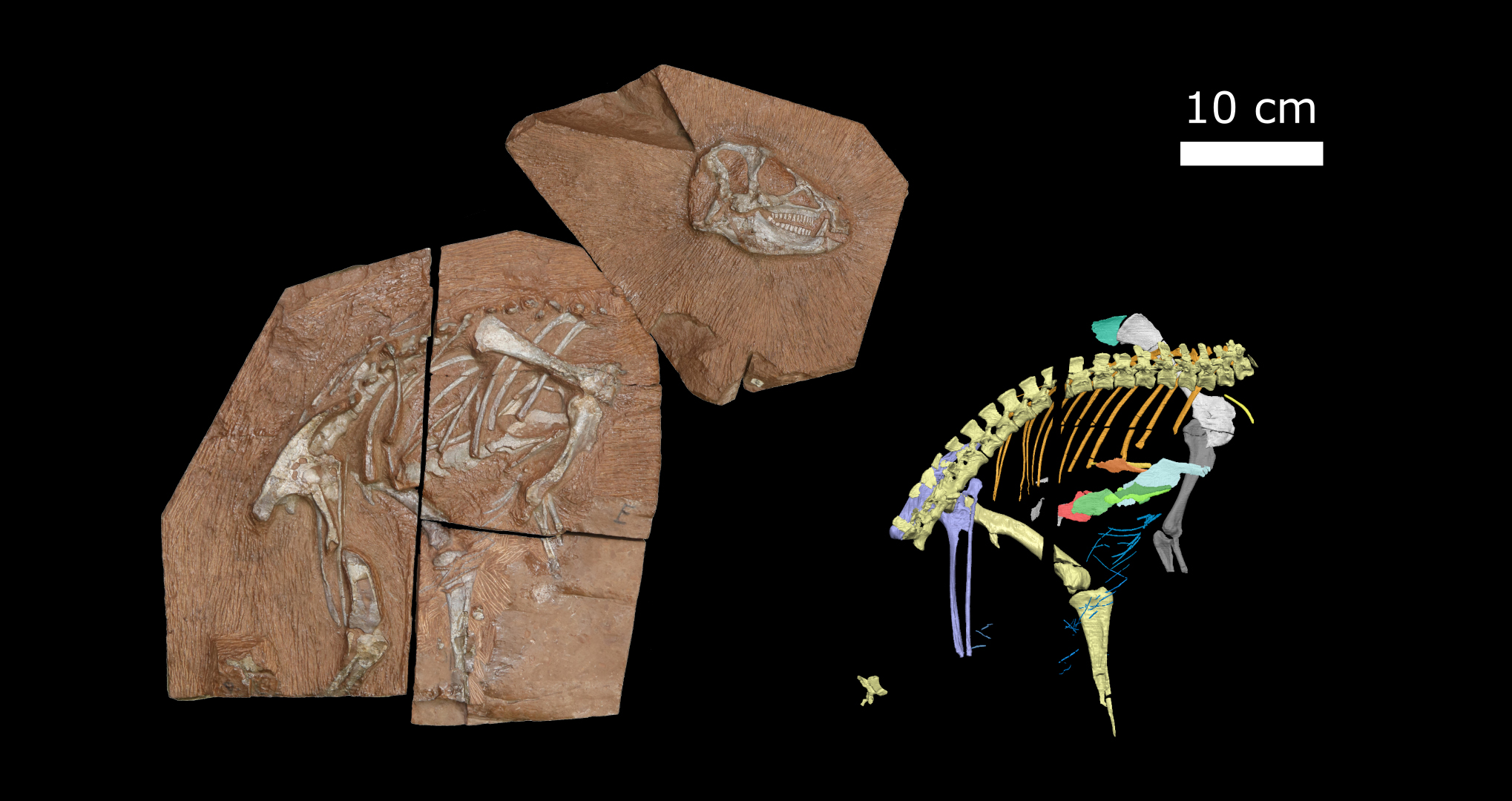The new Heterodontosaurus tucki specimen AM 4766, affectionately called “Tucky”. Digitally reconstructed anatomy on the right.
