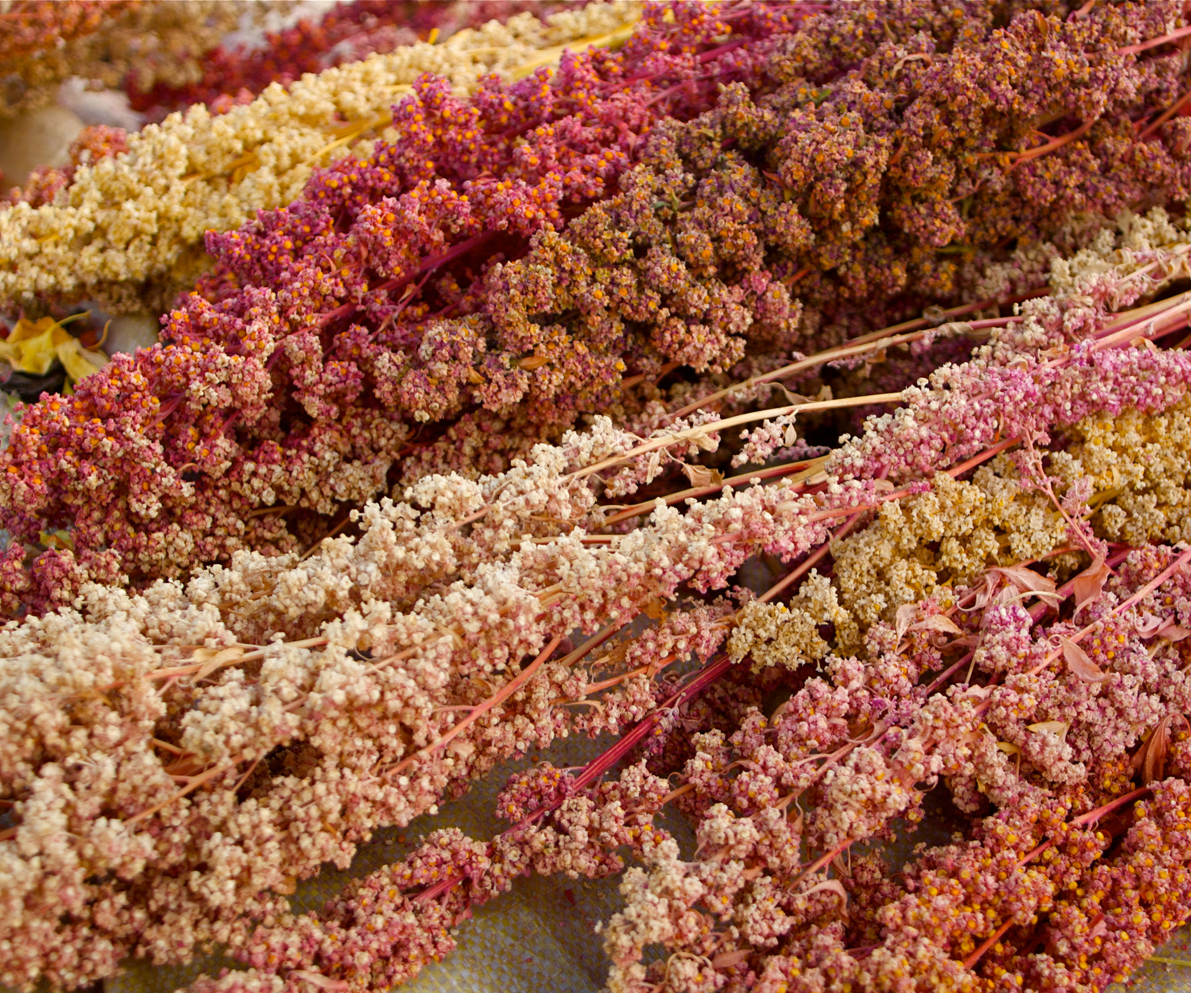 How to grow quinoa expert tips for this useful supergrain Homes