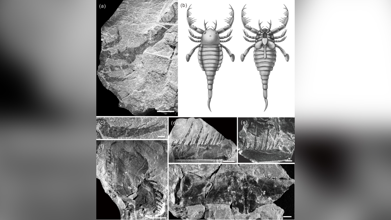 The fossilized appendages of the sea scorpion, accompanied by an artist&rsquo;s recreation.