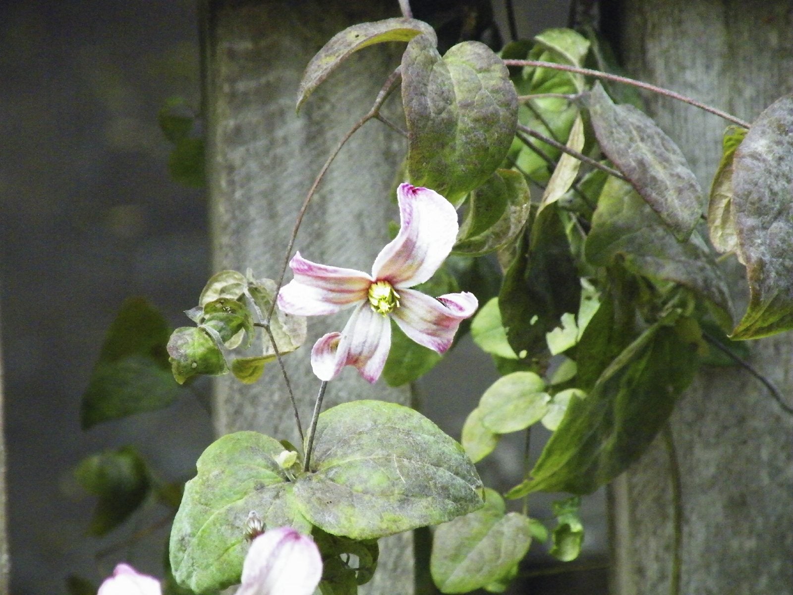 Guide To Clematis Transplanting Tips On Replanting A Clematis Vine