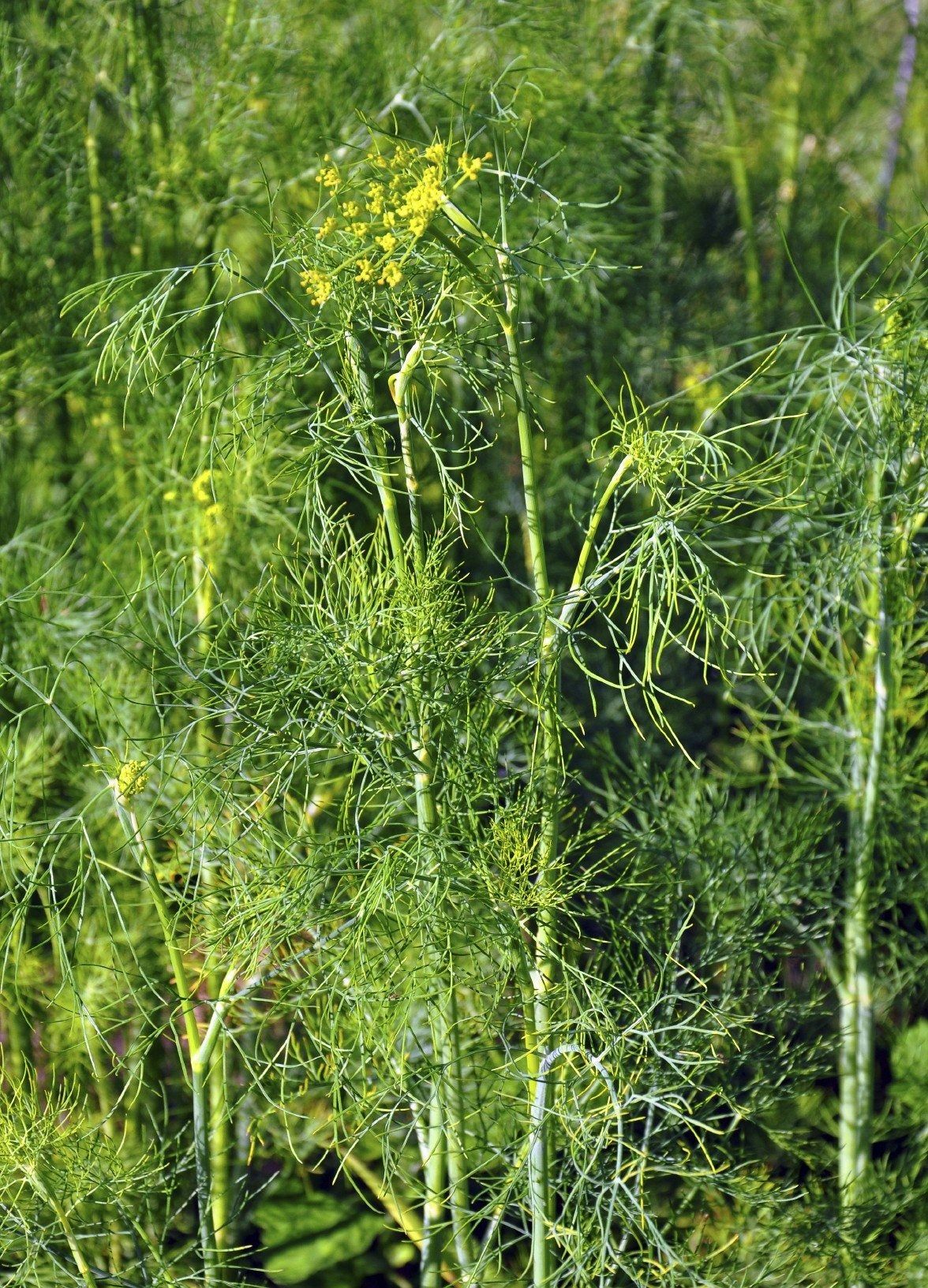 Dill Weed Varieties Learn About Different Types Of Dill Plants