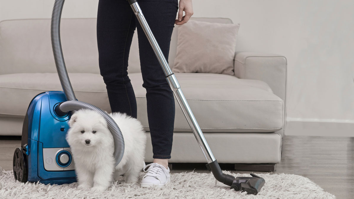 What Is The Best Vacuum Cleaner For Dog Hair
