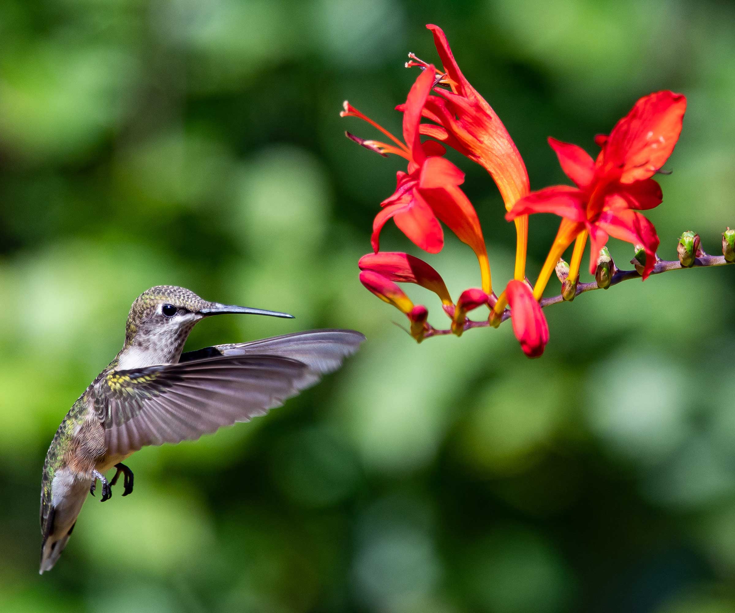 What color flowers should you plant to attract hummingbirds? Homes