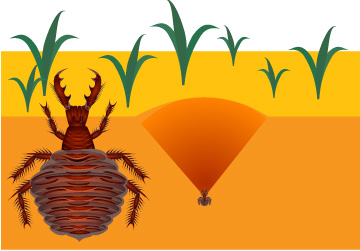 lunar cycle, moon affects animals, full moon