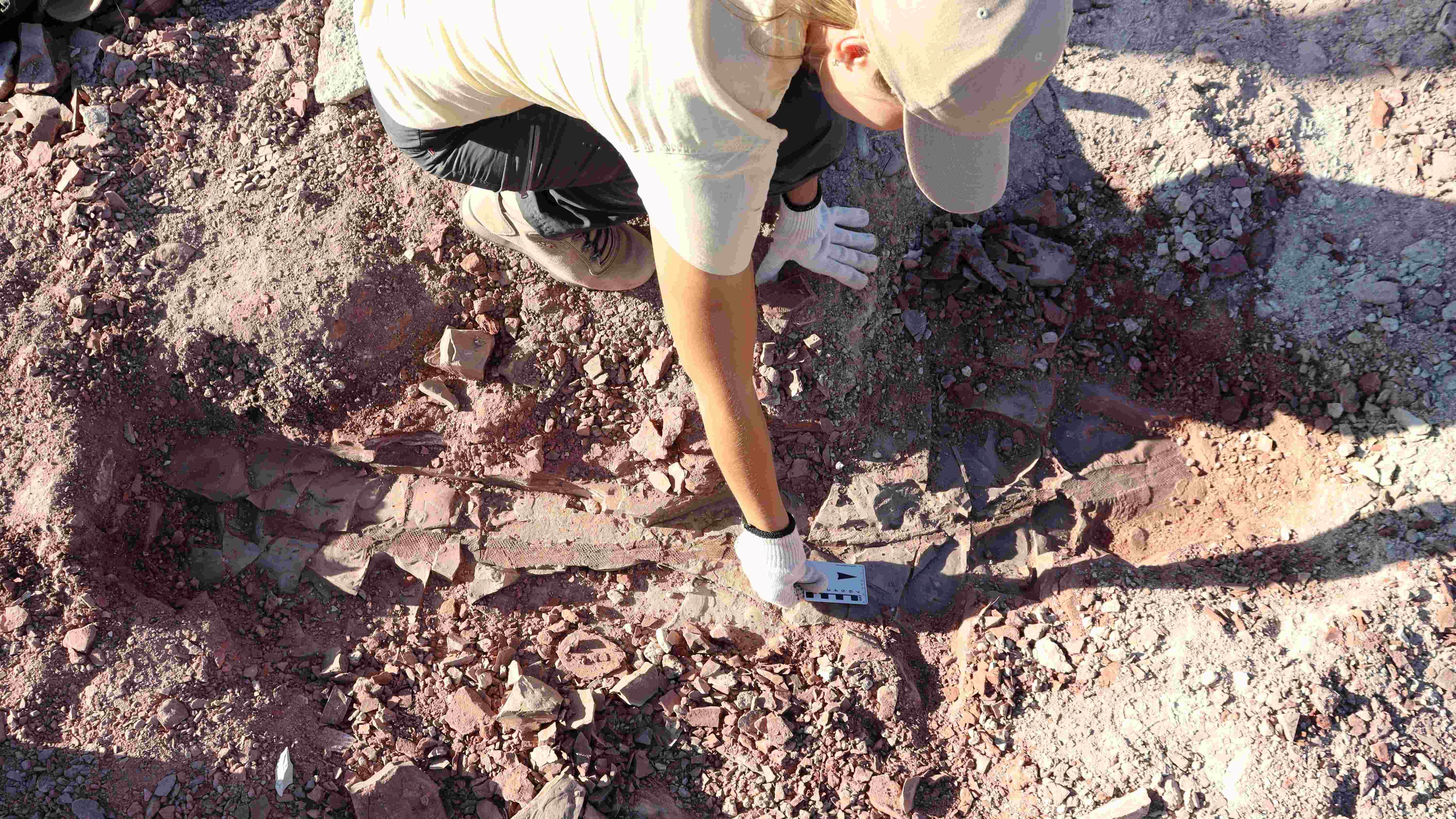 Researchers uncover a massive plant fossil.