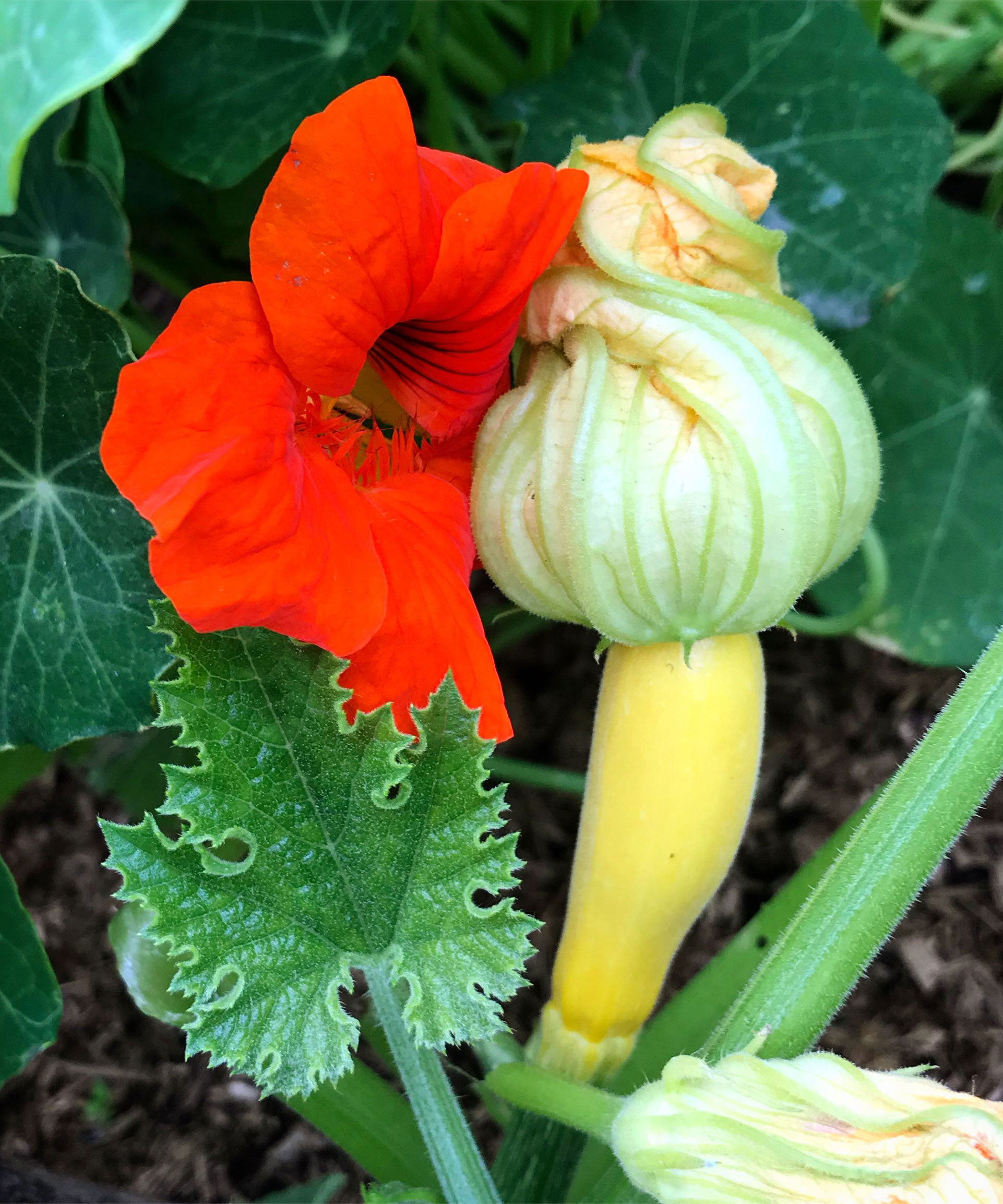 Zucchini companion plants the best plants to grow with them Homes