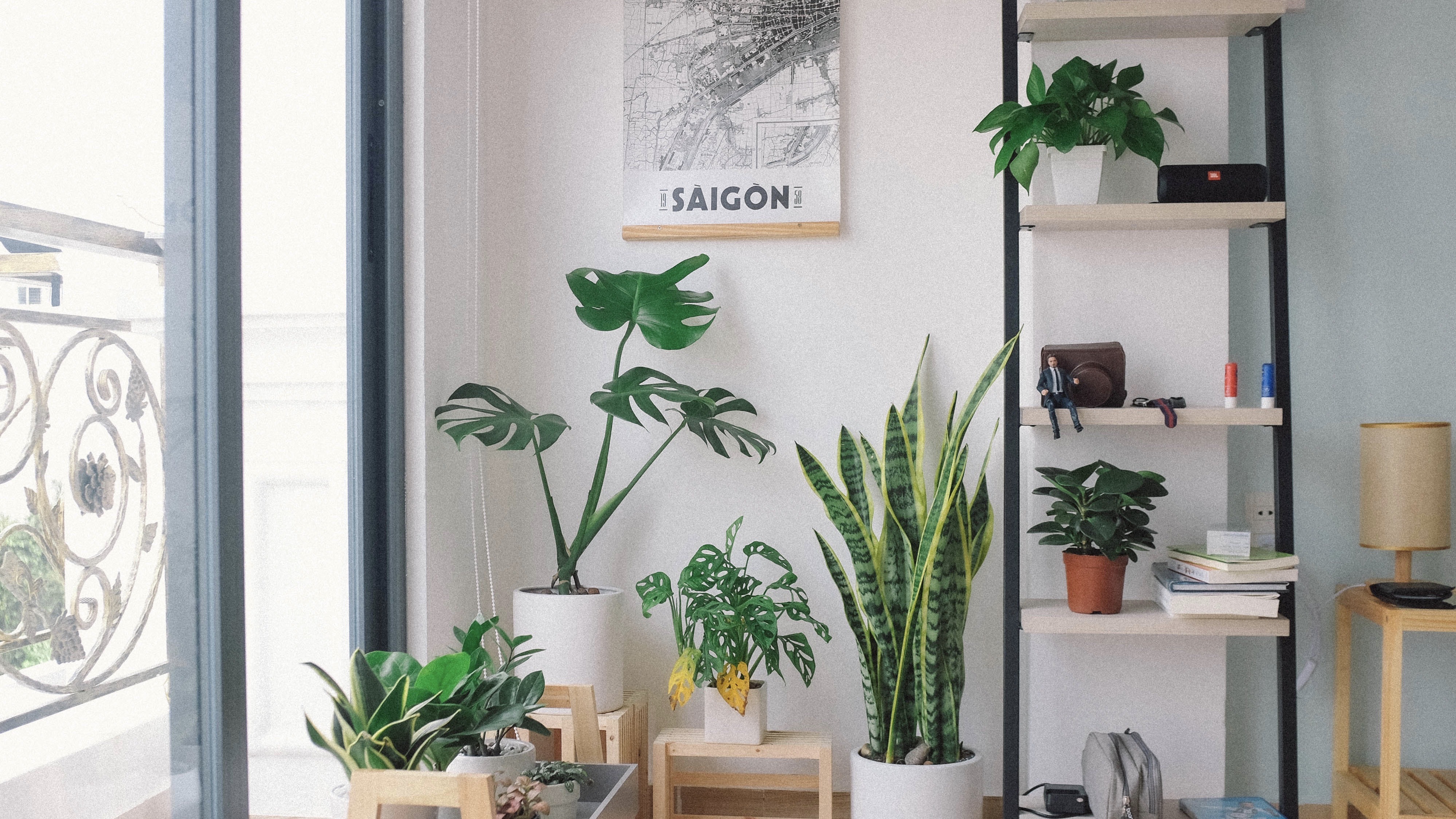 A guide to aesthetic plants the most stylish houseplants of 2020