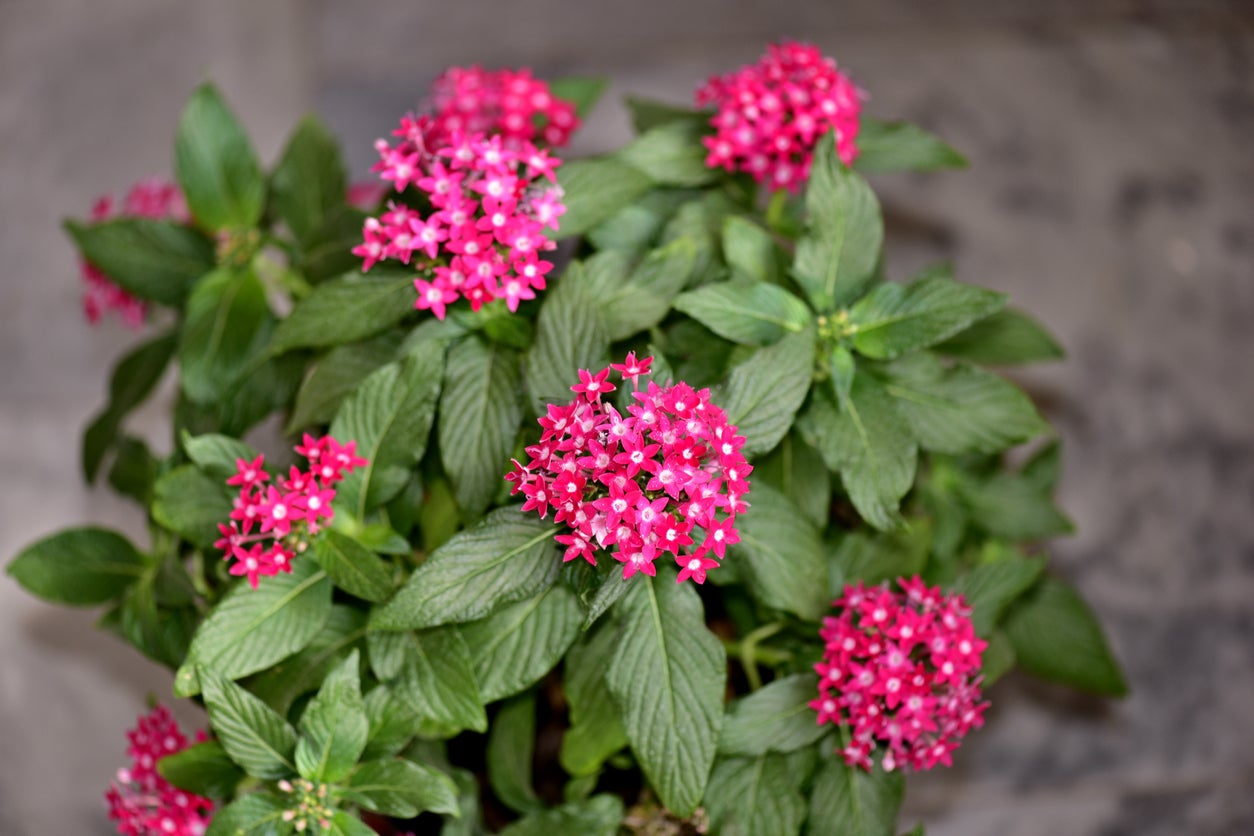 Pentas Plant Care How To Grow Pentas Flowers Gardening Know How