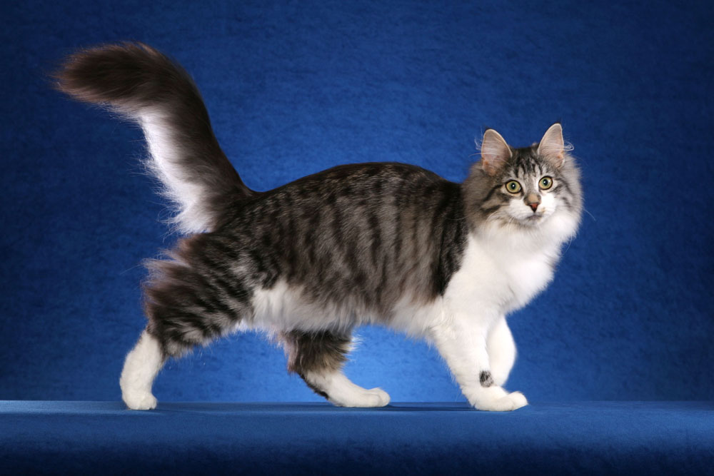 A tabby cat with a typical mackerel striped pattern.