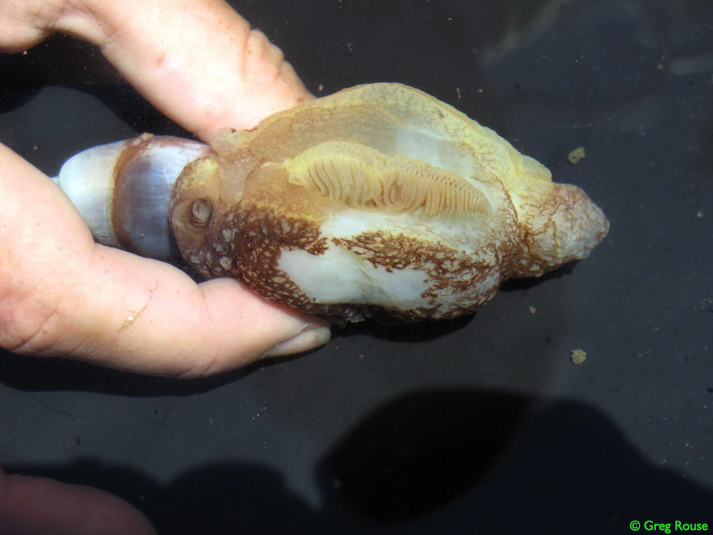 The decayed mystery creature might be Pleurobranchaea californica, shown here.