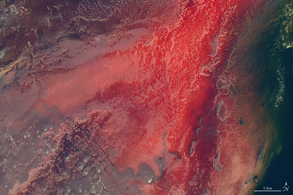 The crimson glow in Tanzania�s Lake Natron, shown here in an image captured from the Landsat 8 satellite on Marck 6, 2017, is caused by salt-loving microbes called haloarchaea.