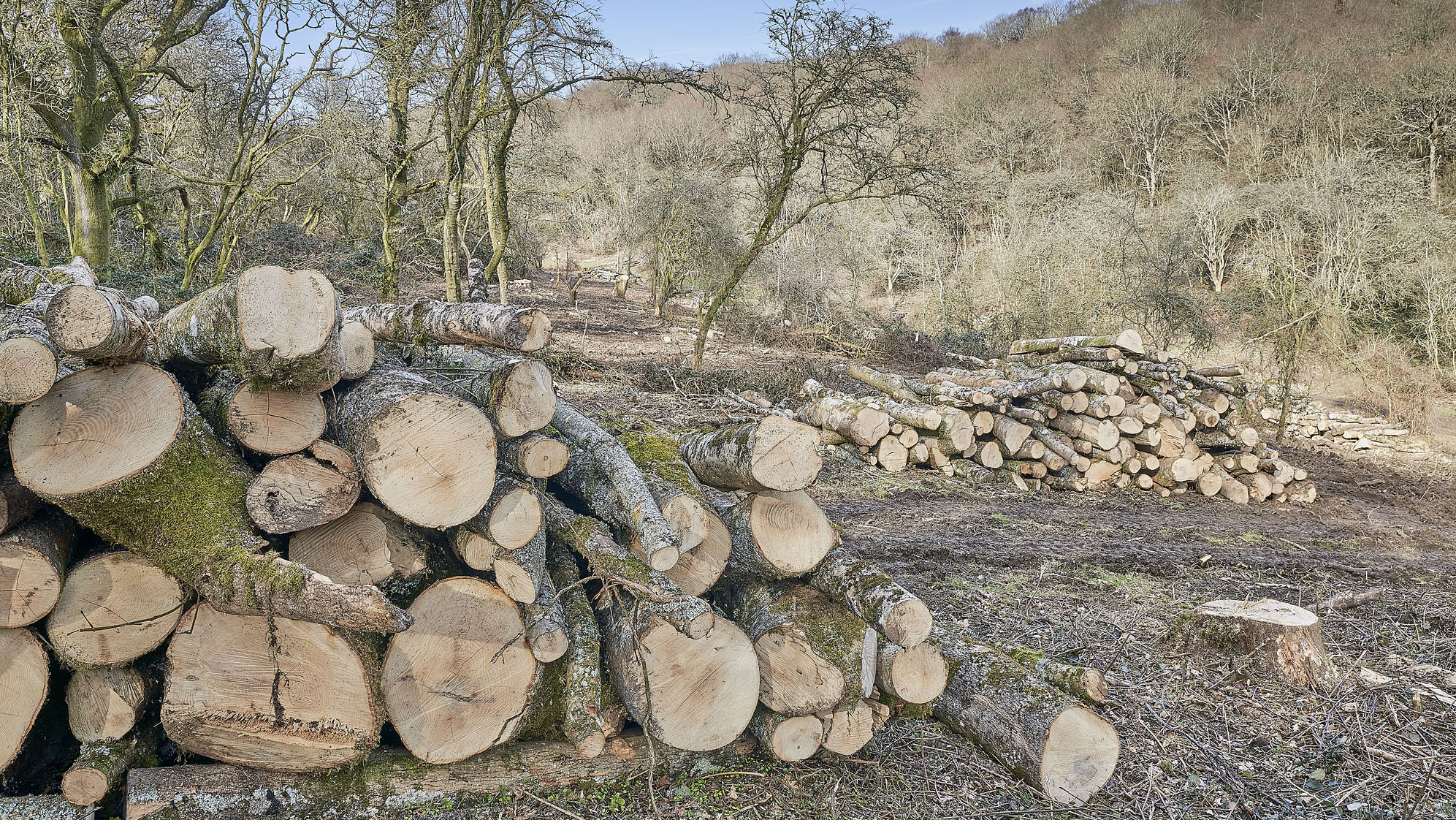 Best trees for firewood for steady, safe and satisfying campfires