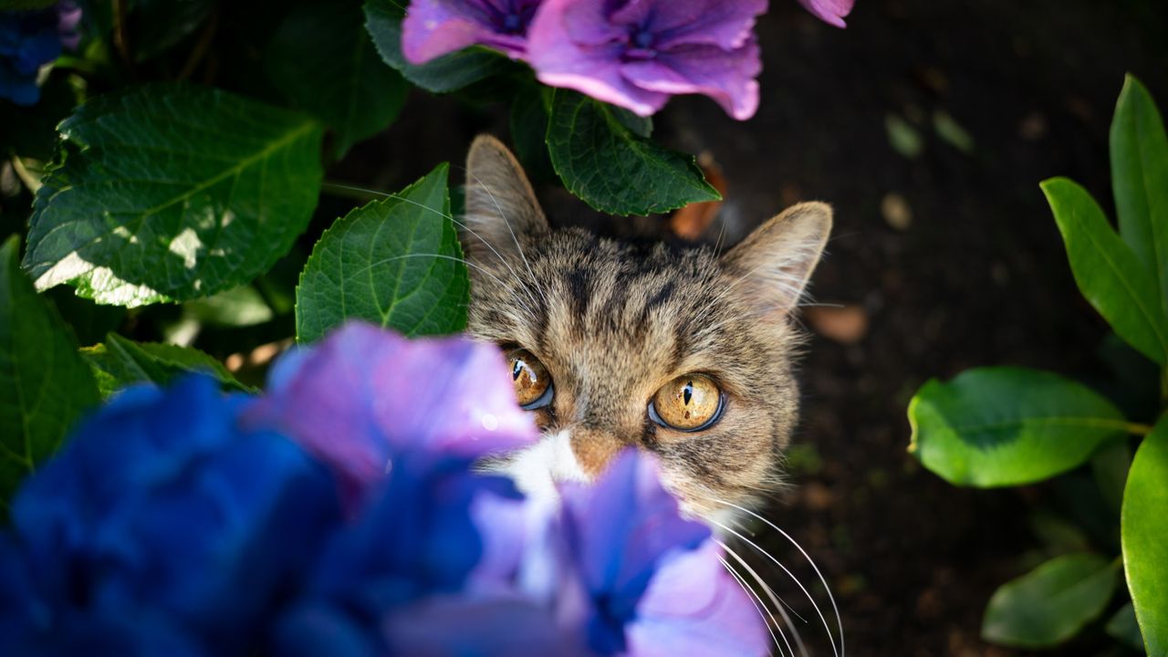 Are hydrangeas toxic to cats? Experts reveal all Homes & Gardens