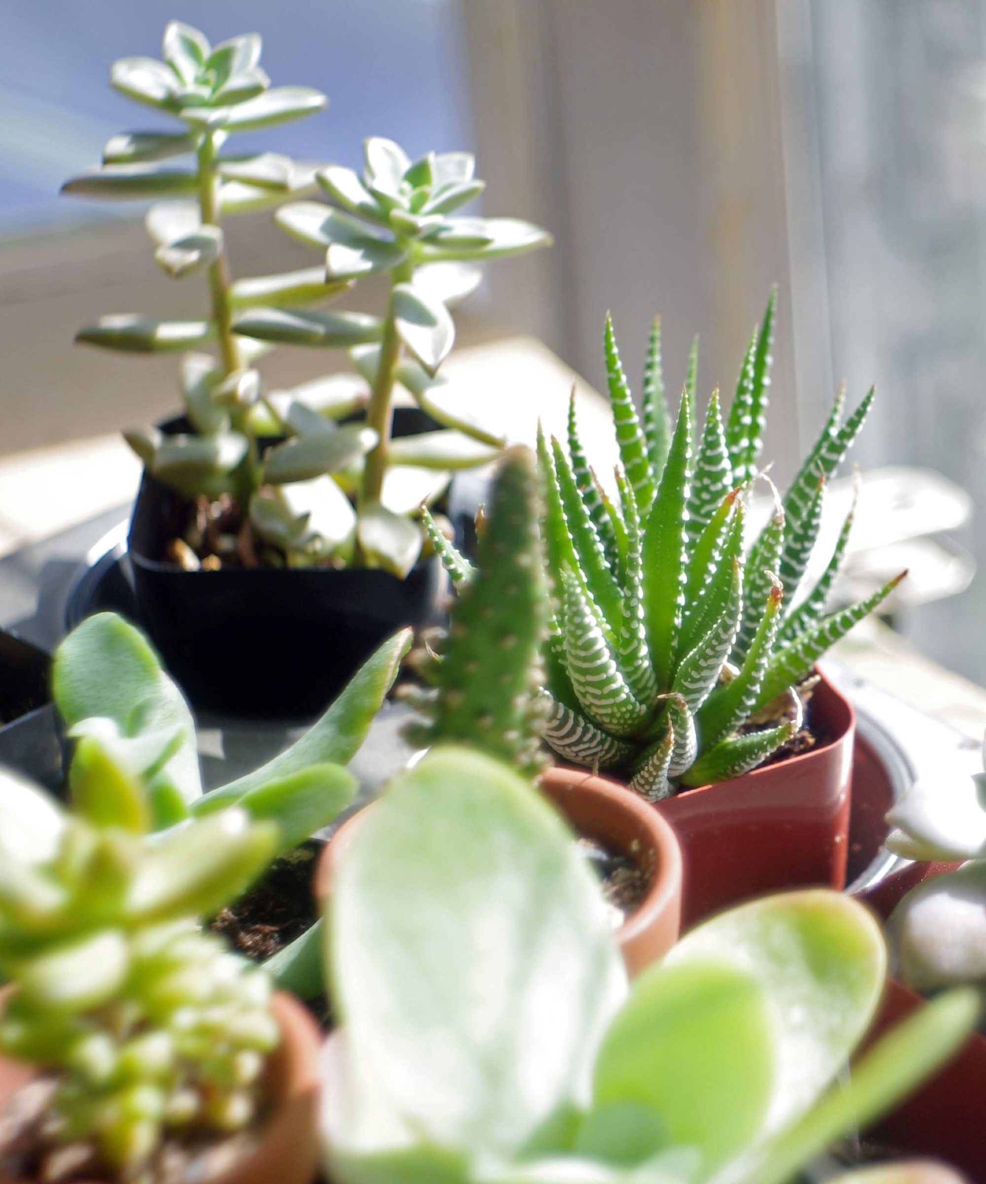 Best indoor plants for direct sunlight 7 top choices