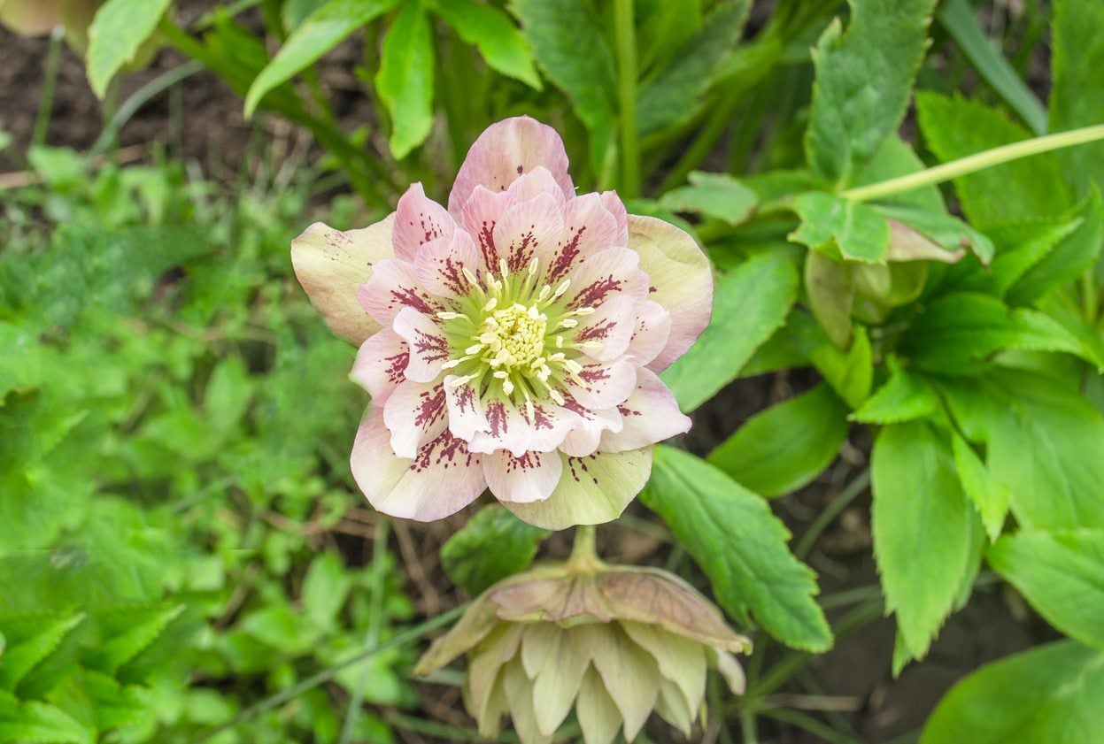 Double Hellebore Info Learn How To Grow A Double Hellebore Flower