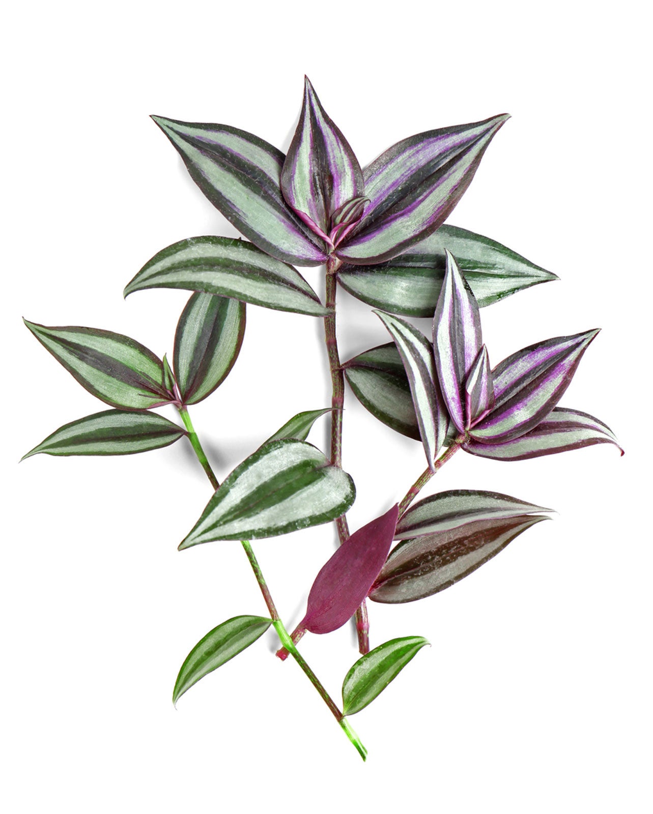 Inch Plant Cutting Propagation How To Grow Inch Plant Cuttings