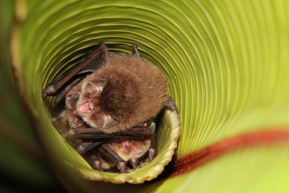 Gallery LeafLiving Bats Live Science