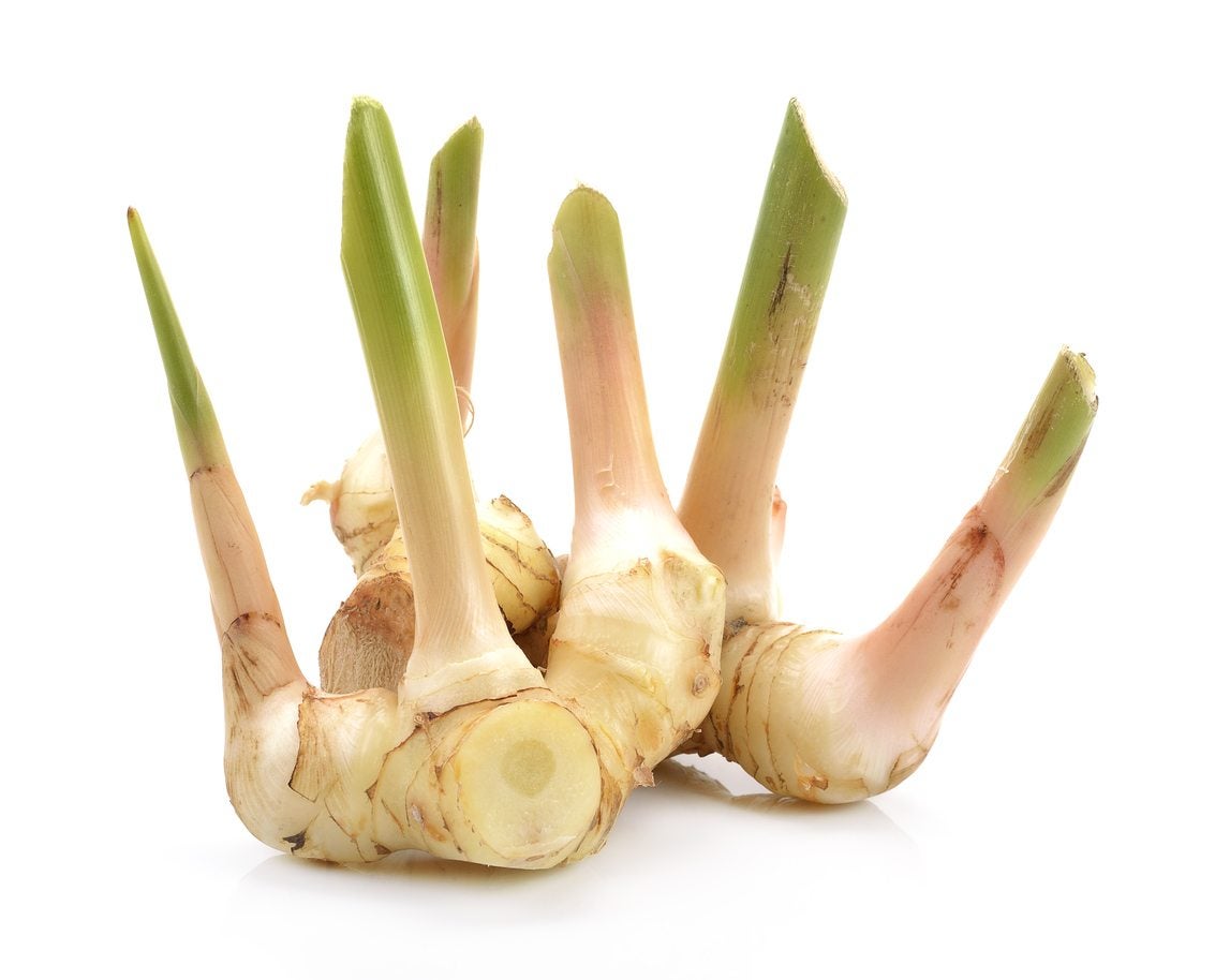 What Is Galangal Used For How To Grow Galangal In The Garden