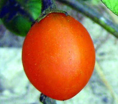 A Solanum branch with an immature fruit.